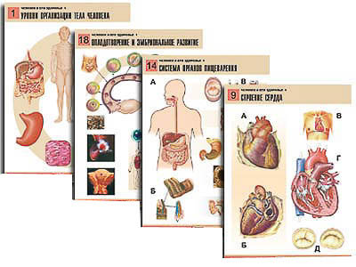 Комплект таблиц по биологии дем. "Человек и его здоровье 1" (20 табл., формат А1, лам.)