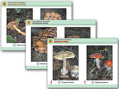 Комплект таблиц раздат. "Грибы съедобные и несъедобные" (цвет., лам., А4, 8 шт.)